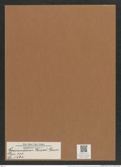 Coscinodiscus kurzii Grun. (de-Toni-Nr.: Genus 202, Species 5061) Zeichnungen Sammlung Grunow Mappe 04857 (Herbarium_W_Grunow_drawings_Folder_04857)